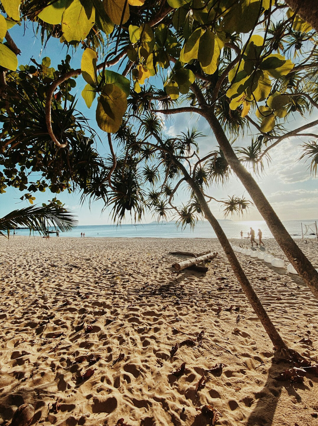 thai beach palm trees